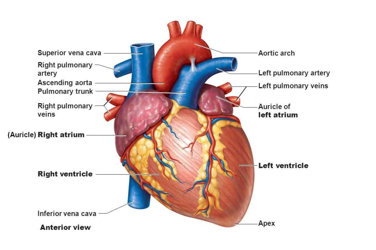 Анатомія серця. Будова і робота серця